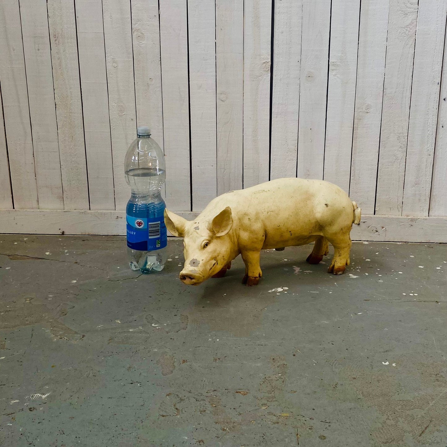 Small Butcher's Shop Display Pig