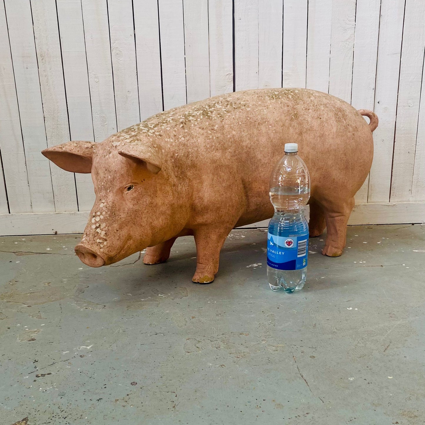 XL Butcher's Shop Display Pig